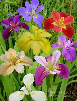 85172-louisiana-iris-deluxe-mix.jpg