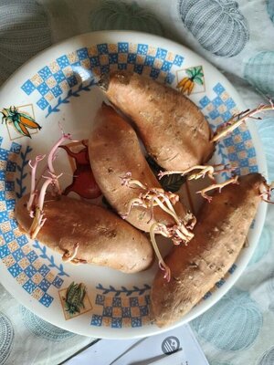 Sweet potatoes sprouting with the onions, 08-01-24.jpg