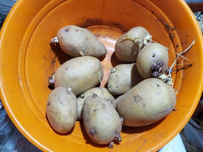 Sprouted potatoes, 03-01-25, #1.jpg