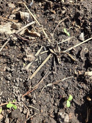 Radishes up, 03-14-25, #1.jpg