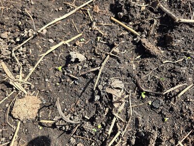 Radishes up, 03-14-25, #2.jpg