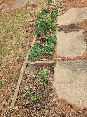 Tulips up, north side of front sidewalk, 03-15-25.jpg