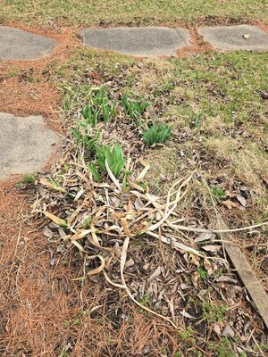 Spring bulbs up, 03-15-25, #5.jpg