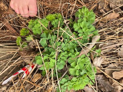 Columbine up, 03-15-25.jpg