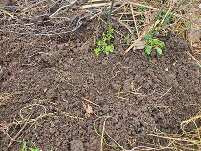 Peas planted 03-15-25, #1.jpg