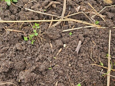 Peas planted 03-15-25, #3.jpg