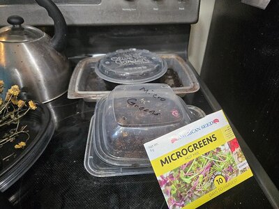 Microgreens 2024 started to of fridge, 03-18-25.jpg